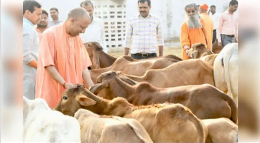 किसान गोद ले सकेंगे 1 से 4 गोवंश, बनेंगे कैटल शेड और लगेंगी स्मॉल बायोगैस यूनिटें
