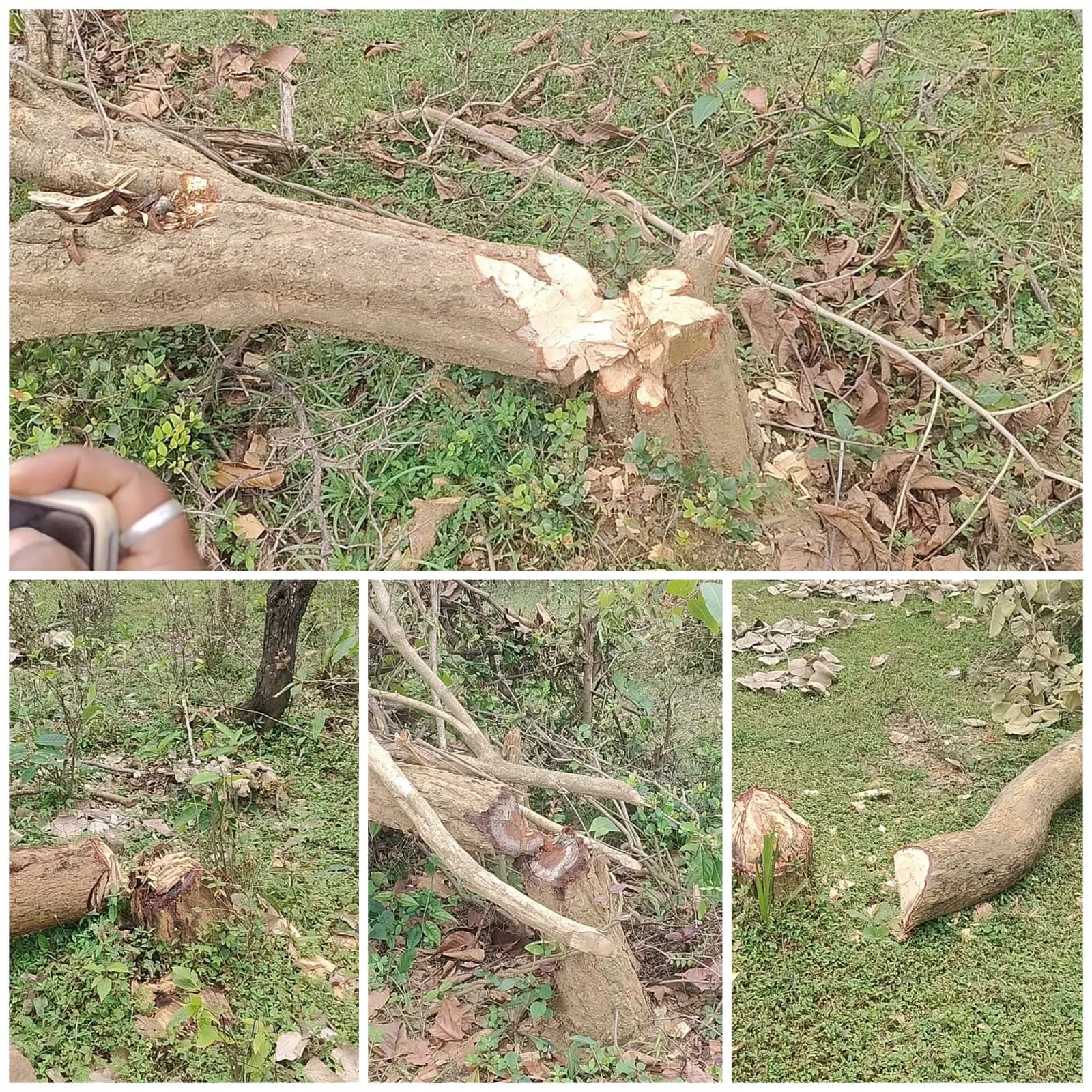 100 एकड़ वनभूमि में पेड़ों की अंधाधुंध कटाई से बढ़ी चिंता, बलरामपुर में कब्जे के लिए मचान बनाने का आरोप