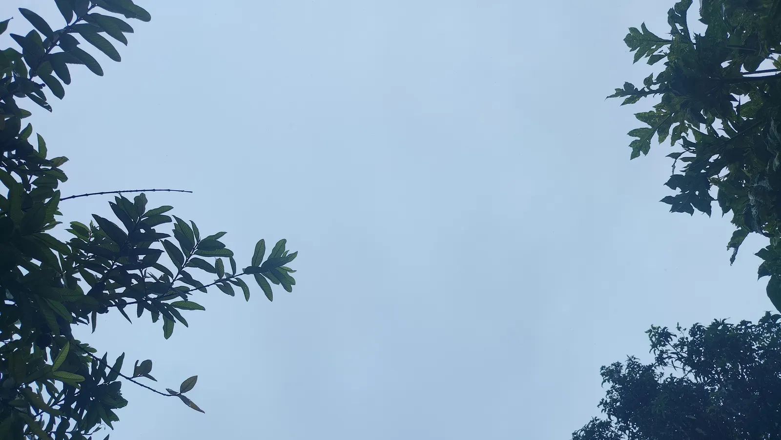 बारिश से उत्तराखंड की नदियां उफान पर, अलकनंदा का जलस्तर खतरे के पार