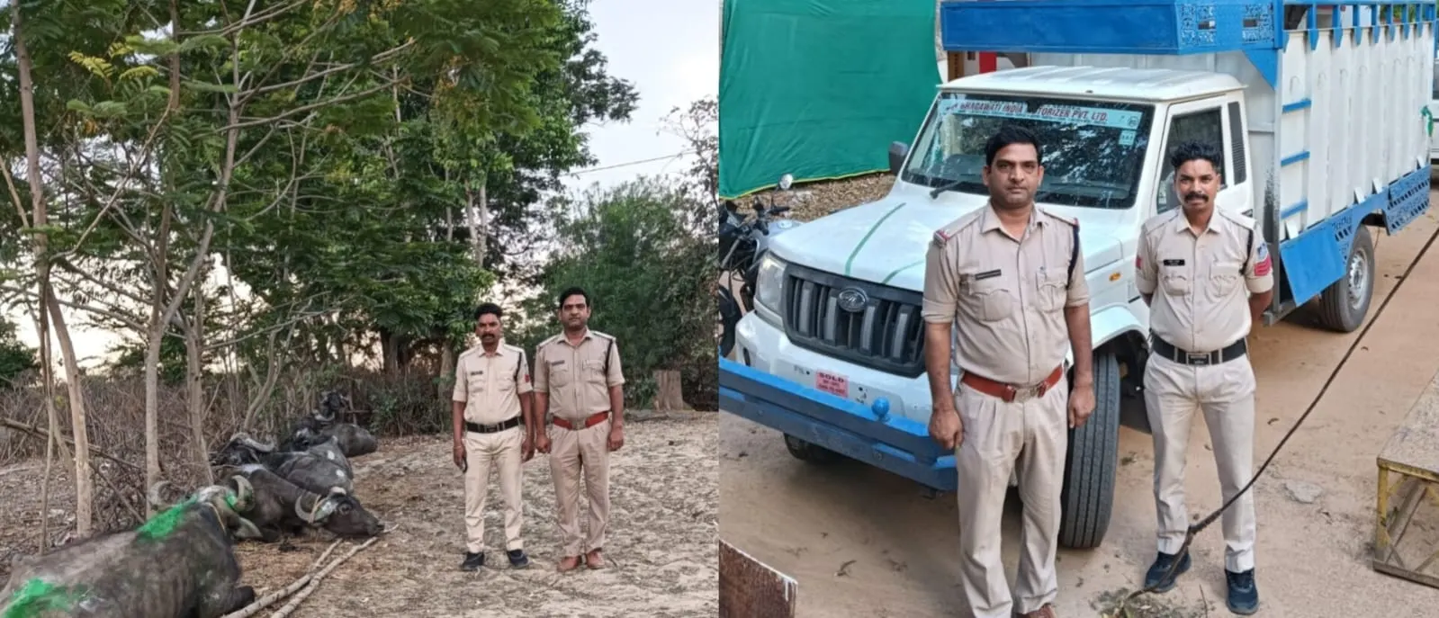 अनूपपुर: गड्ढे में फंसे वाहन से 7 मवेशी पकड़ाए, तस्कर मौके से भागे