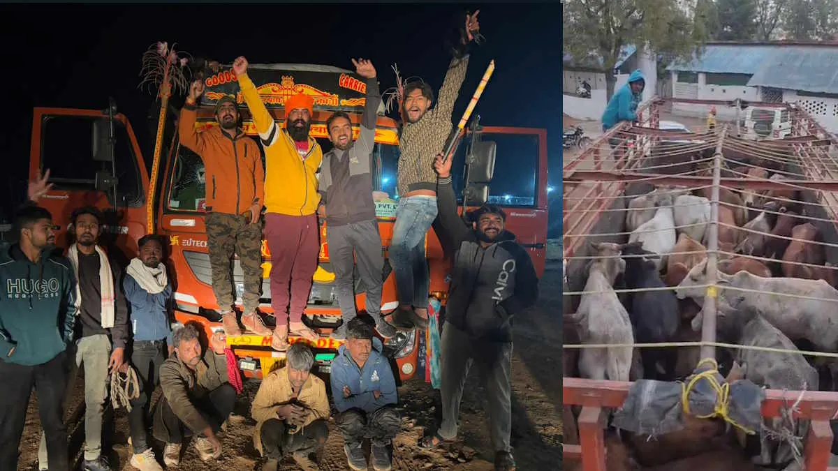 गौ वंशों से लदा ट्रक पकड़ाया , ड्राइवर - हेल्पर सहित एक आरोपित हिरासत में