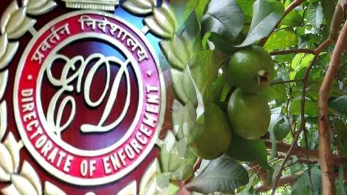 पंजाब : अमरूद बाग मुआवजा घोटाले में ईडी ने करोड़ाें की संपत्ति की अटैच