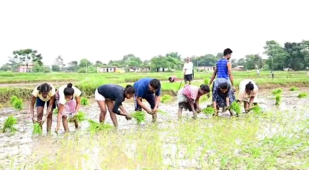 पूर्व मंत्री बंधु तिर्की ने की धान रोपनी
