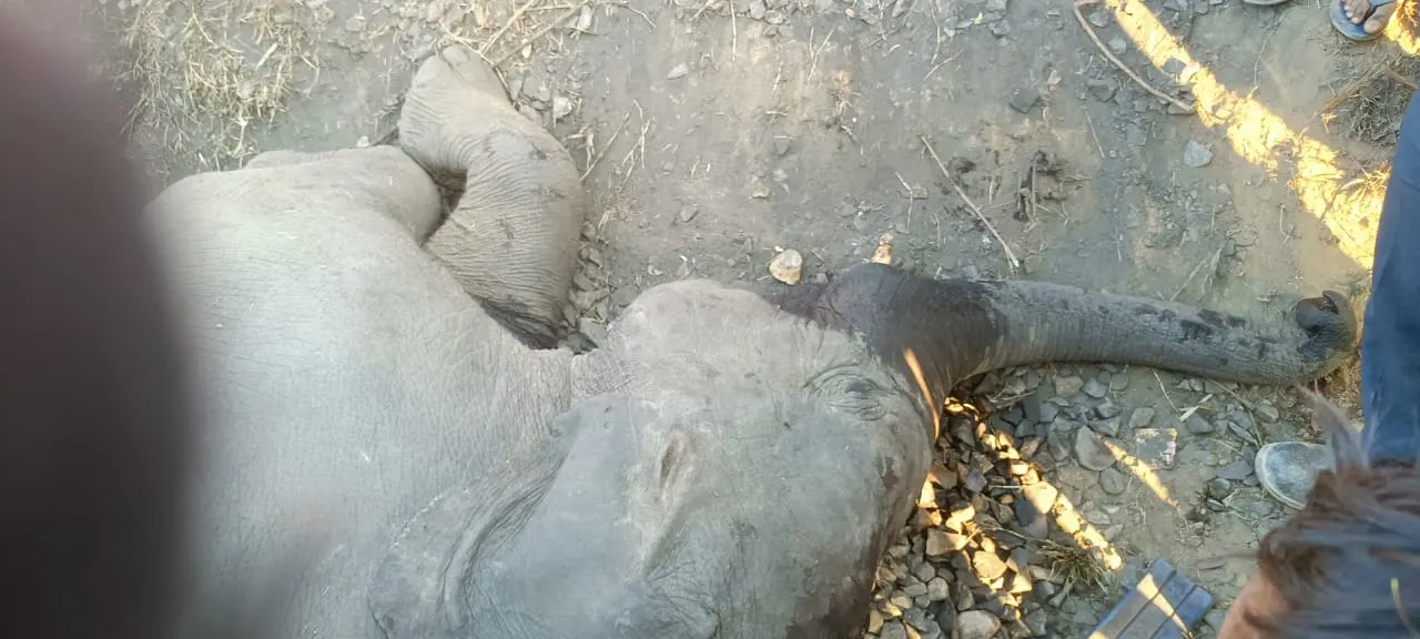मालगाड़ी की चपेट में आने से घायल हाथी के बच्चे की मौत