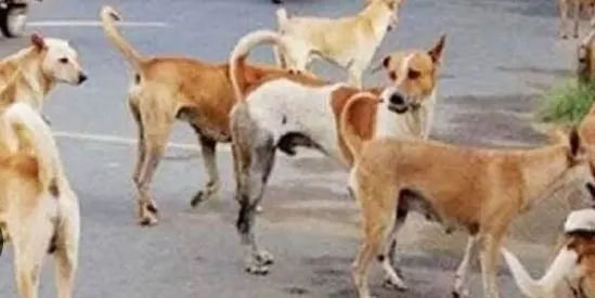 वाराणसी नगर निगम को टोल फ्री नंबर पर आवारा जानवरों की सूचना दें - पशु चिकित्सा अधिकारी