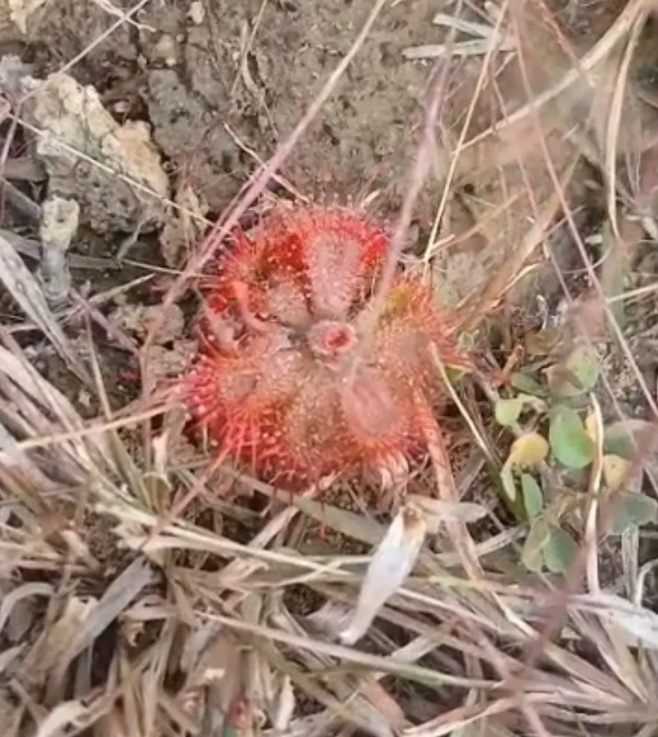 दलमा के जंगलों में मांसाहारी पौधों की दुर्लभ खोज