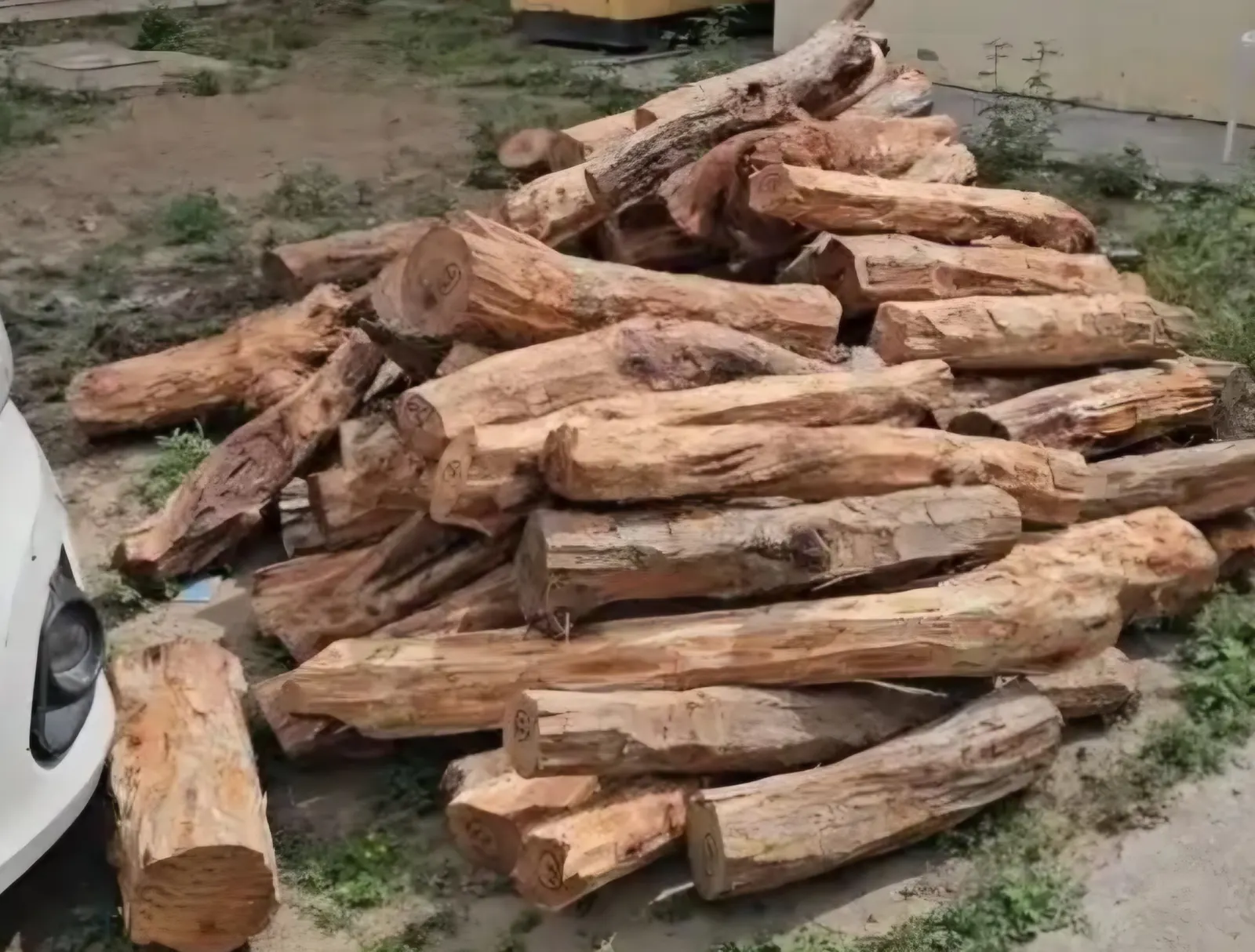 यमुनानगर में खैर के पेड़ों की तस्करी का शक, कलेसर जंगल में अवैध कटाई