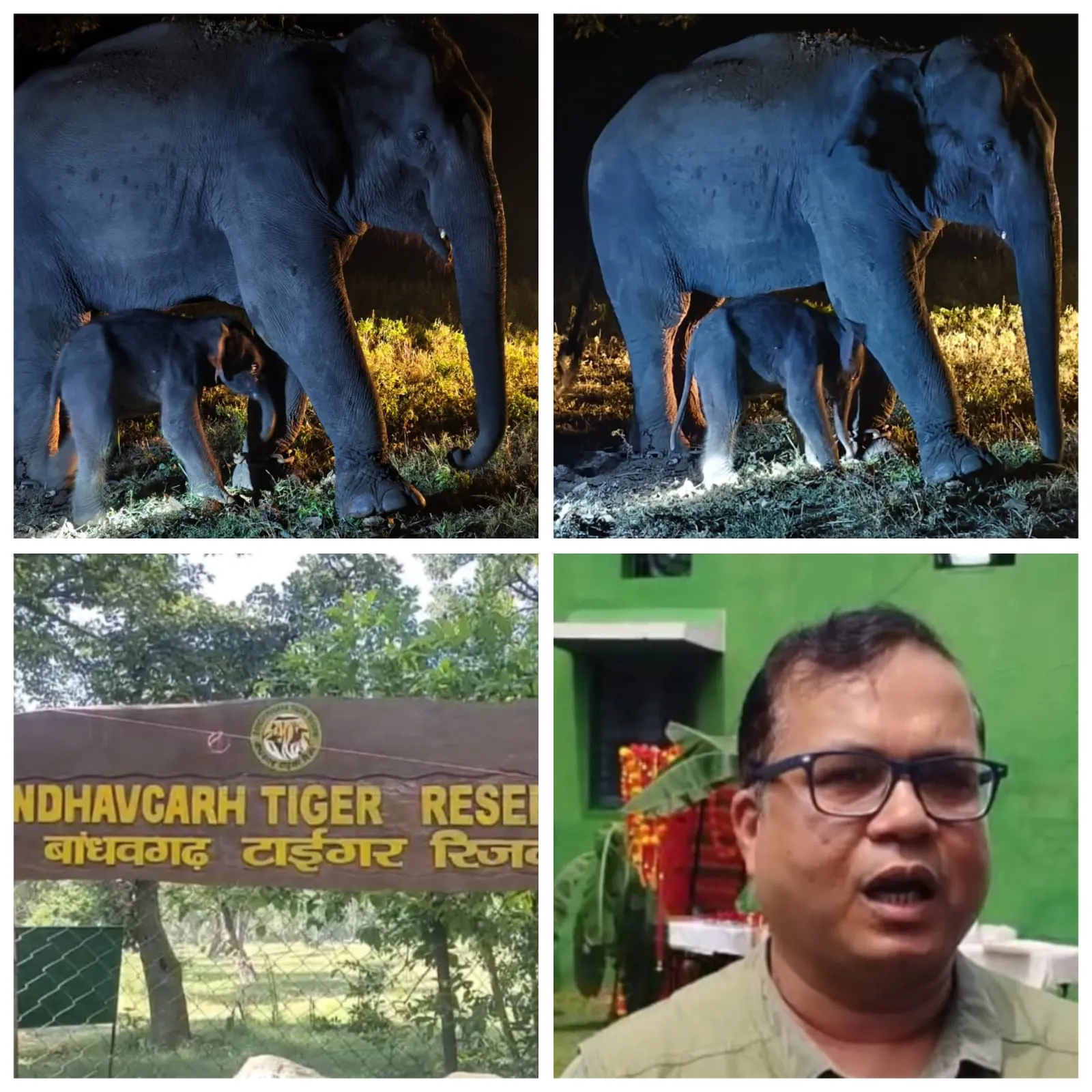 बांधवगढ़ टाइगर रिजर्व में बांधवी हथिनी ने एक नर हाथी बच्चे को दिया जन्म