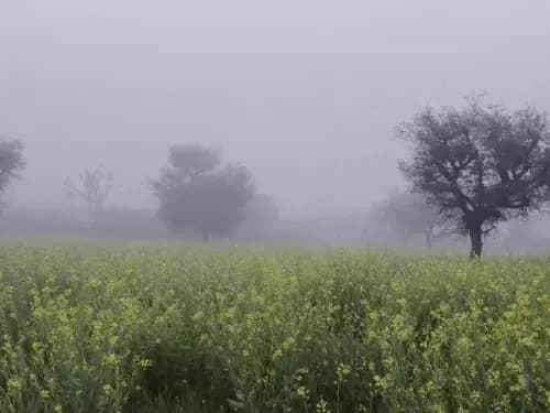 राजस्थान में कड़ाके की ठंड , नाै जिलों में घने कोहरे का अलर्ट