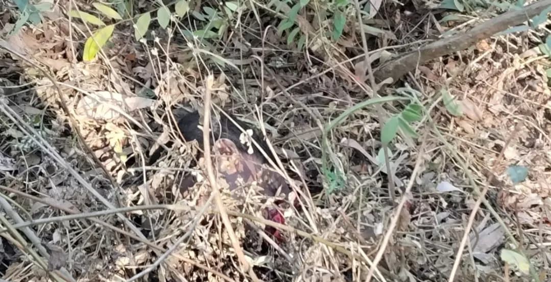 मझगांव प्रखंड के बेनीसागर में हाथी ने और दो की ली जान ,दहशत