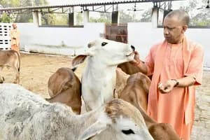 यूपी में गो-आश्रय स्थलों की निगरानी हुई हाईटेक, 5446 गो-आश्रय स्थलों में लगाए गए 7592 सीसीटीवी कैमरे