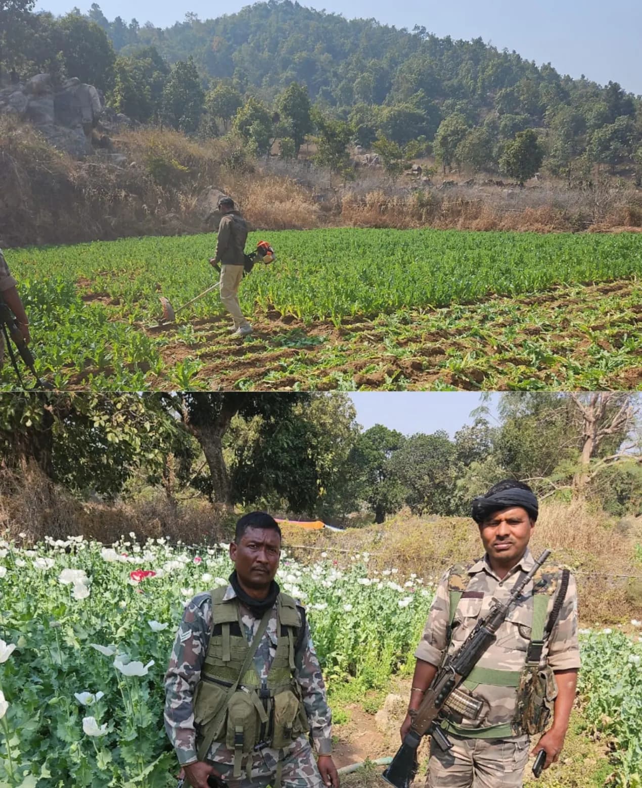 पुलिस ने दो एकड़ खेत में लगे अफीम की खेती को किया नष्ट