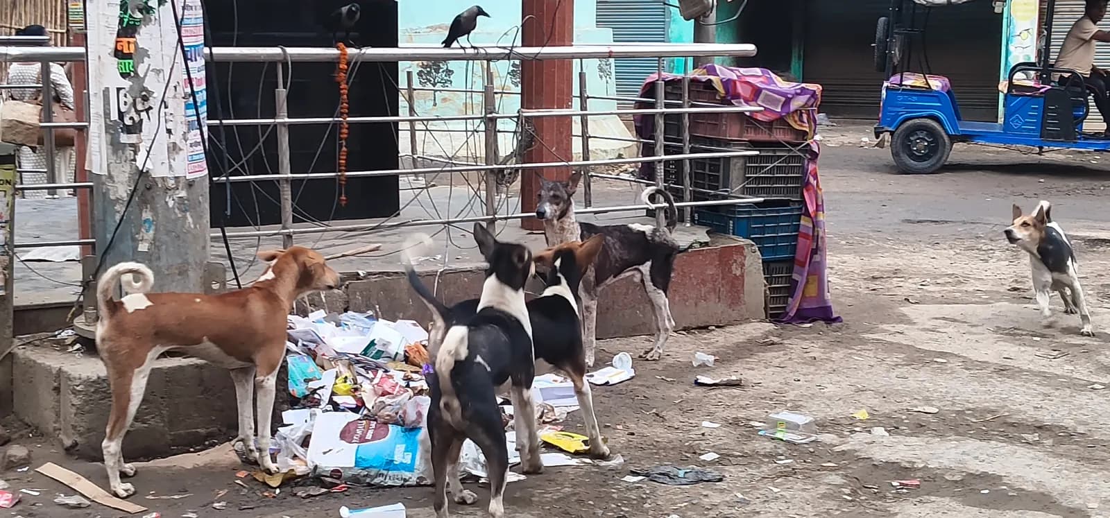 आवारा कुत्तों के झुंड से राहगीर बेहाल, मांस-मछली दुकानों के पास बढ़ा आतंक