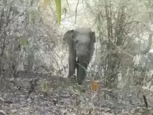 अनूपपुर: मप्र-छग सीमा पर महुआ बीन रहे बुजुर्ग को हाथी ने कुचला: मौत