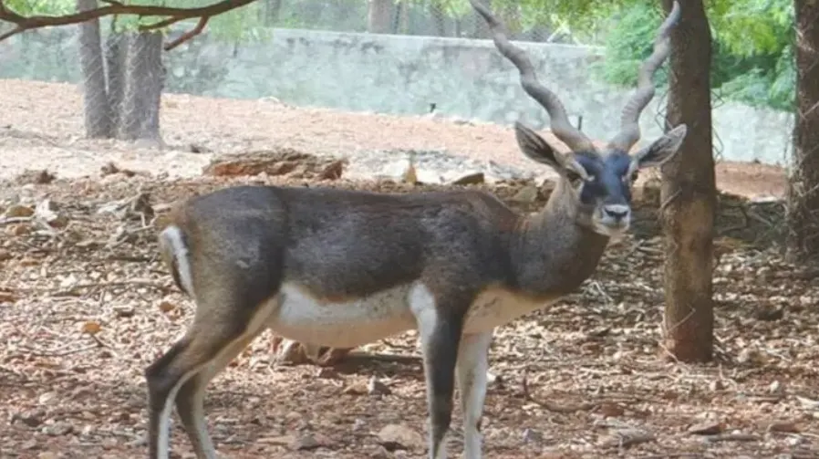 टाटा स्टील जूलॉजिकल पार्क में रहस्यमयी संक्रमण से 10 काले हिरणों की मौत, जांच रिपोर्ट का इंतजार