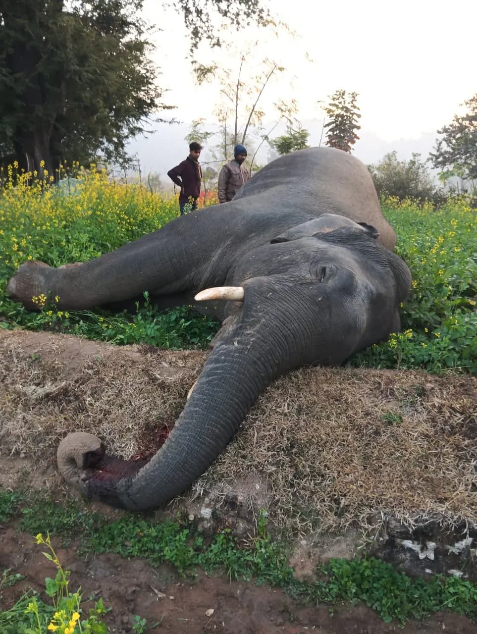 रामगढ़ के जंगल में हाथी की मौत, पोस्टमार्टम में खुलेगा राज