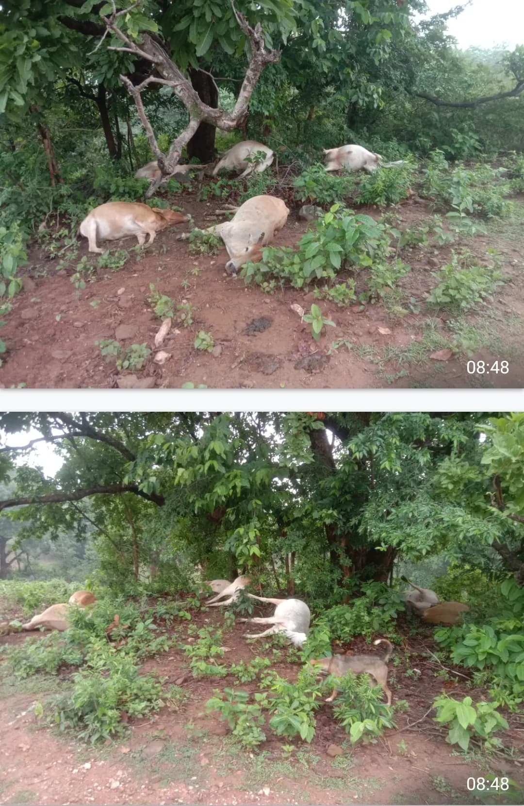 आकाशीय बिजली गिरने से आठ मवेशियों की मौत, ग्रामीणों को भारी नुकसान