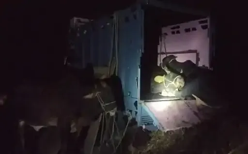 क्यूआरटी टीम और गाे तस्करों में मुठभेड़, दोनों तरफ से पांच राउंड फायरिंग