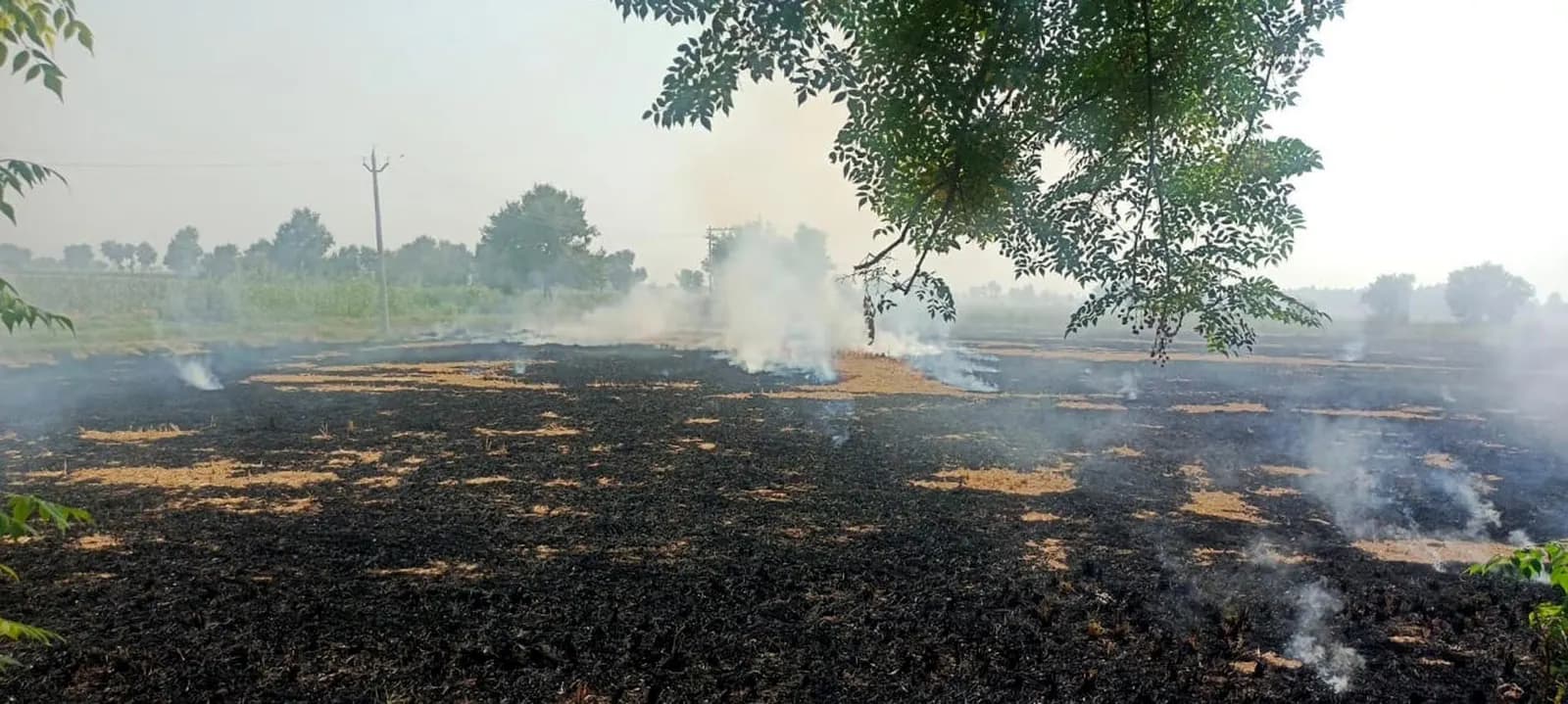 धान की पराली जलाने पर फतेहाबाद में चार किसानाें पर एफआईआर दर्ज