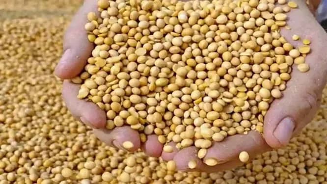 मध्य प्रदेश में भावांतर योजना में सोयाबीन का मॉडल रेट बढ़कर हुआ 4235 रुपये