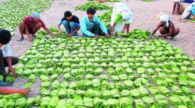 कोंडागांव में 25 अप्रैल से तेंदूपत्ता खरीदी की संभावना, 19,200 मानक बोरा संग्रहण का लक्ष्य