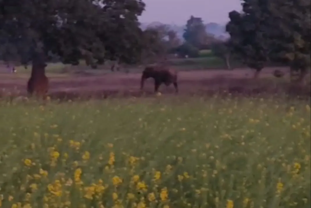 पलामू में जंगली हाथियों का आतंक, फसल रौंदे, एनएच-39 पर भी मची अफरा-तफरी
