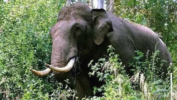 रामानुजगंज में 22 हाथियों का डेरा, जंगलों में बढ़ी हलचल, ग्रामीणों को अलर्ट