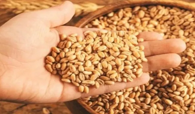 मध्य प्रदेश में गेहूं उपार्जन के लिए स्लॉट बुकिंग आज से, 10 अप्रैल से शुरू होगी खरीदी