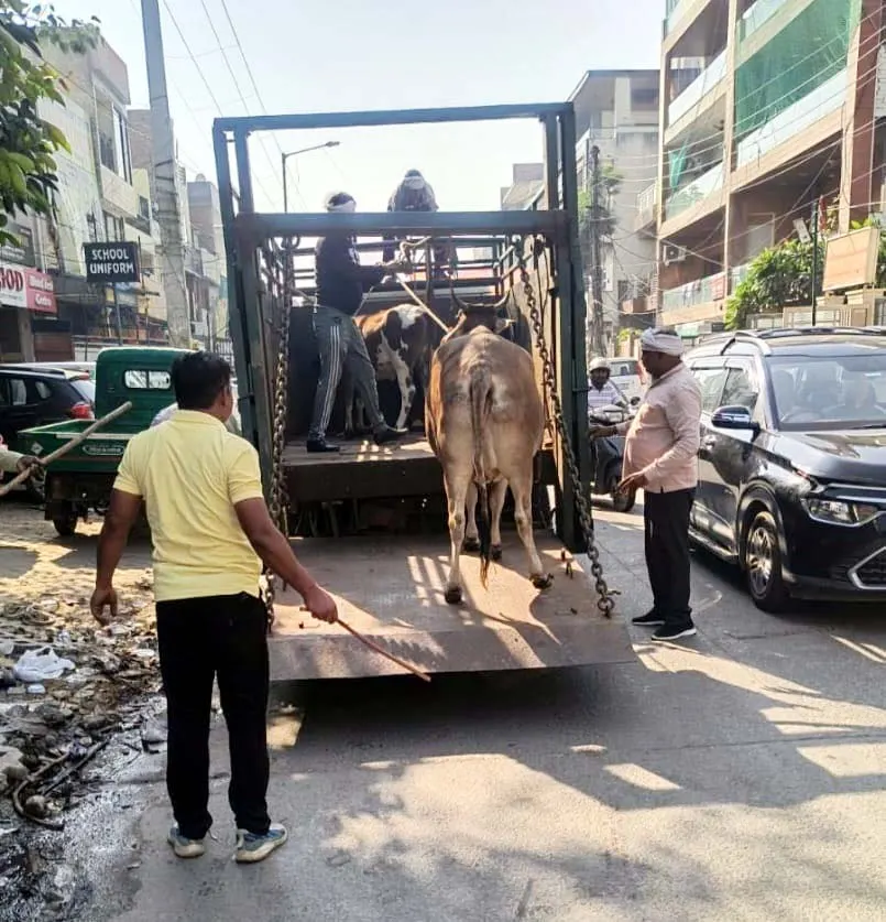 फरीदाबाद : निगम ने 25 गौवंश को पकडक़र गौशाला पहुंचाया