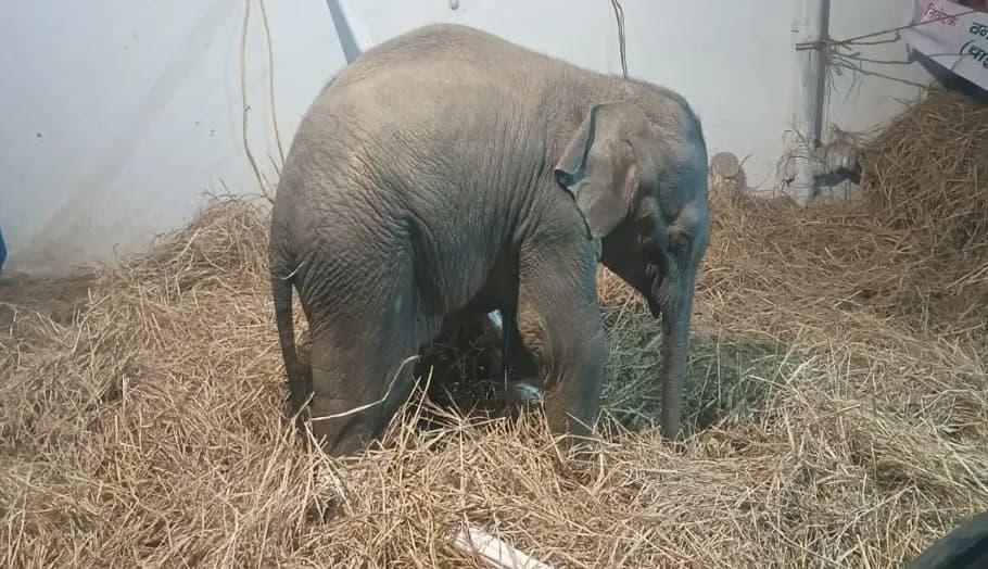 घायल हाथी के बच्चे की इलाज के दौरान मौत