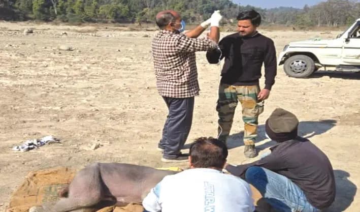 जन्म लेते ही मां से बिछड़ा नवजात हाथी, वन प्रभाग की टीम ने किया रेस्क्यू