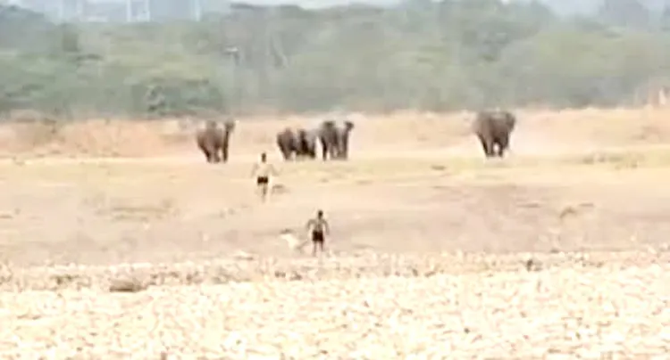 सेल्फी के चक्कर में खतरे में पड़ी जान, हाथियों ने युवकों को दौड़ाया
