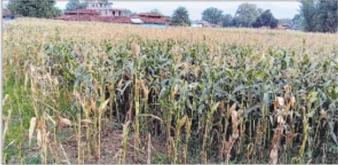 बेमौसम बारिश से मक्के की फसल बर्बाद, सब्जी भी कीट से ग्रसित