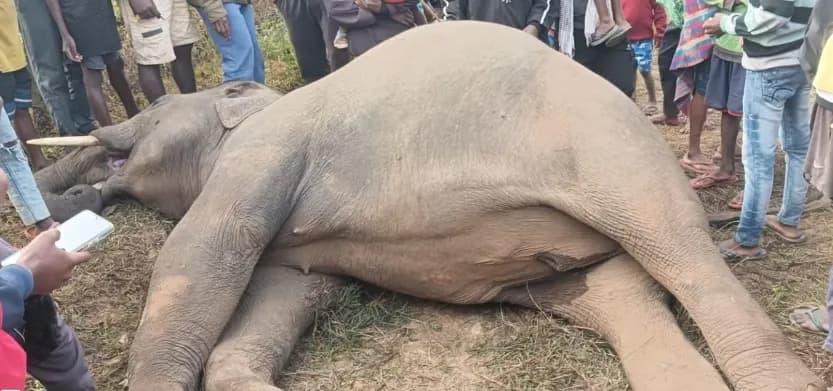 जगन्नाथपुर के सोसोपी गांव में हाथी की संदिग्ध मौत