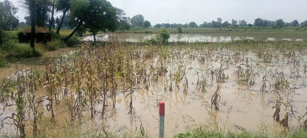 रतलाम:  बारिश के चलते खेत बने तालाब