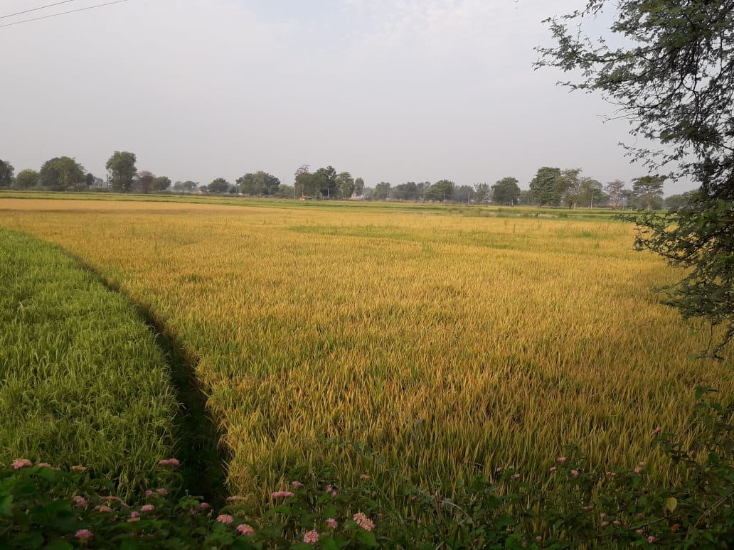 रावां के किसान भी रबी में नहीं लगाएंगे धान फसल