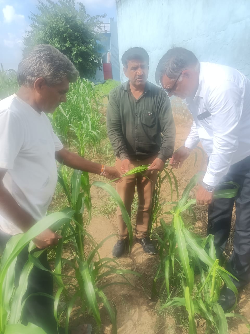 नारनौल: कृषि विभाग की टीम ने फसलों में लगे रोगों का किया सर्वेक्षण