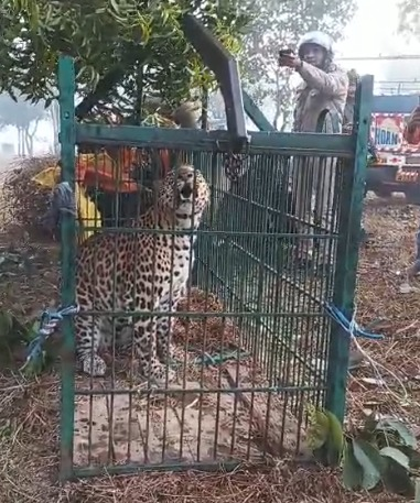 उत्तराखंड: ऊधम सिंह नगर में गुलदार की दहशत जारी, काशीपुर में पिंजरे में फंसा गुलदार
