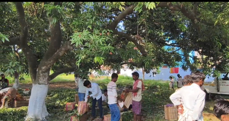 बिहार: मुजफ्फरपुर में शाही लीची की तुड़ाई हुई तेज, बगीचों में रौनक बढ़ी