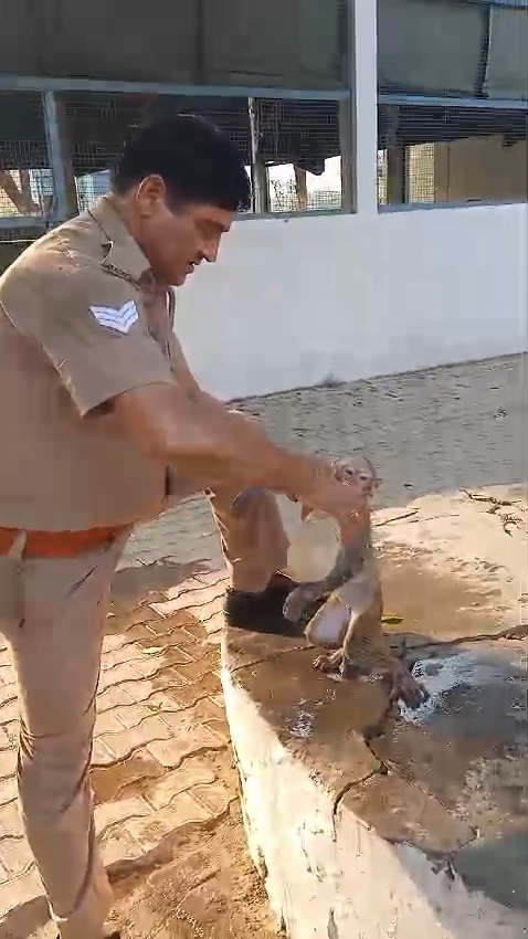 गर्मी से अचेत बंदर को सिपाही ने बचाया, वीडियो वायरल