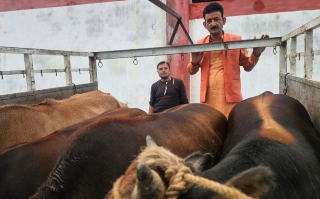 लोहाघाट में आवारा गोवंश पकड़कर भेजे गए गौ सदन, मालिकों पर होगी कार्रवाई