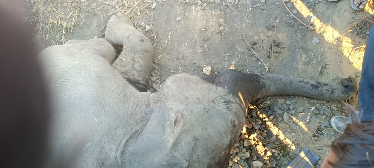 मालगाड़ी की चपेट में आने से घायल हाथी के बच्चे की मौत