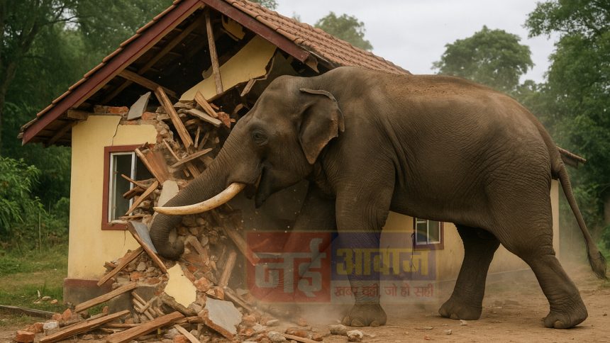 रायगढ़ : पंडरापाठ में हाथी ने होटल को बनाया निशाना, वन व‍िभाग नुकसान का कर रही आकलन