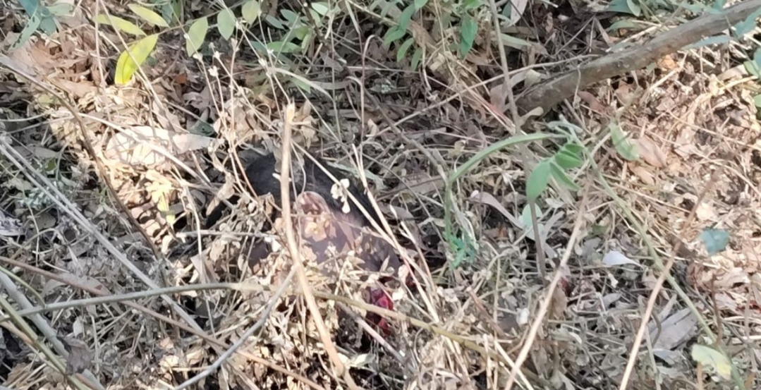 मझगांव प्रखंड के बेनीसागर में हाथी ने और दो की ली जान ,दहशत