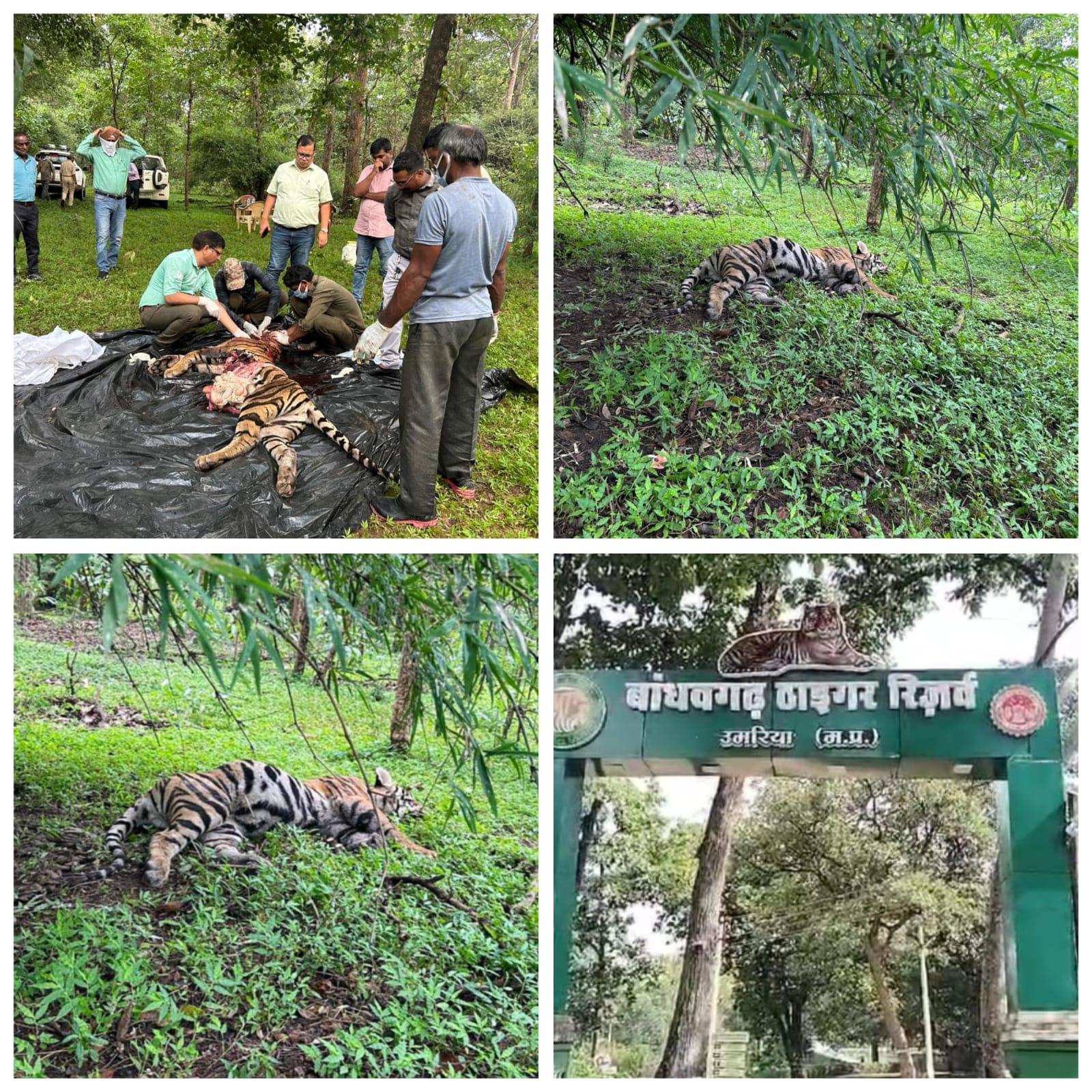 बांधवगढ़ टाइगर रिजर्व में मादा बाघ शावक की मौत, गश्त के दौरान मिला शव
