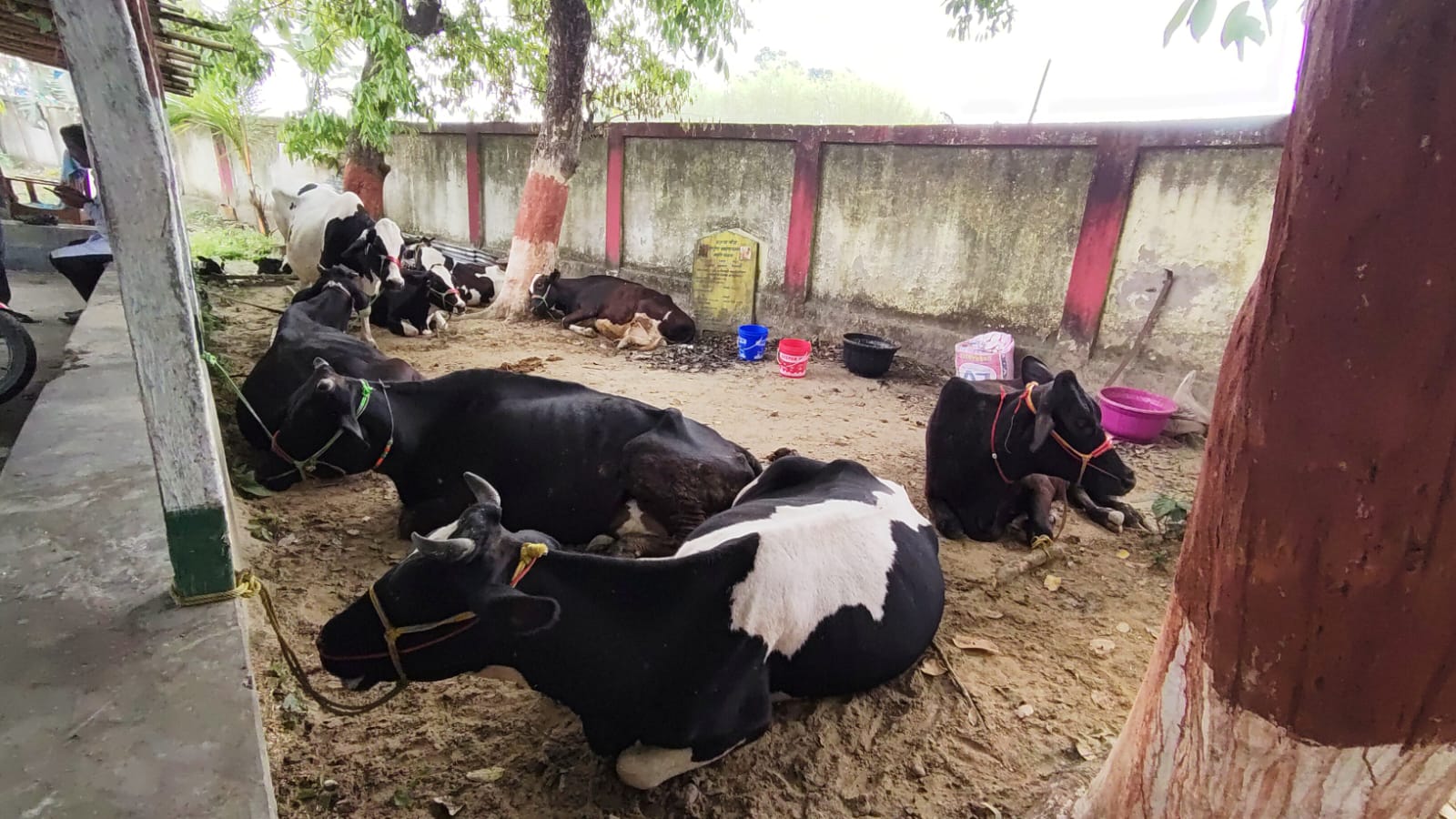 मवेशियों से लदा DCM जब्त, दो हिरासत में
