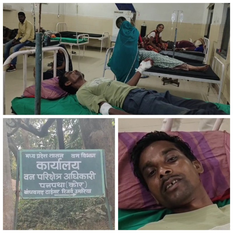 बाघिन से भिड़ीं भैंसें, बांधवगढ़ में बची ग्रामीण की जान