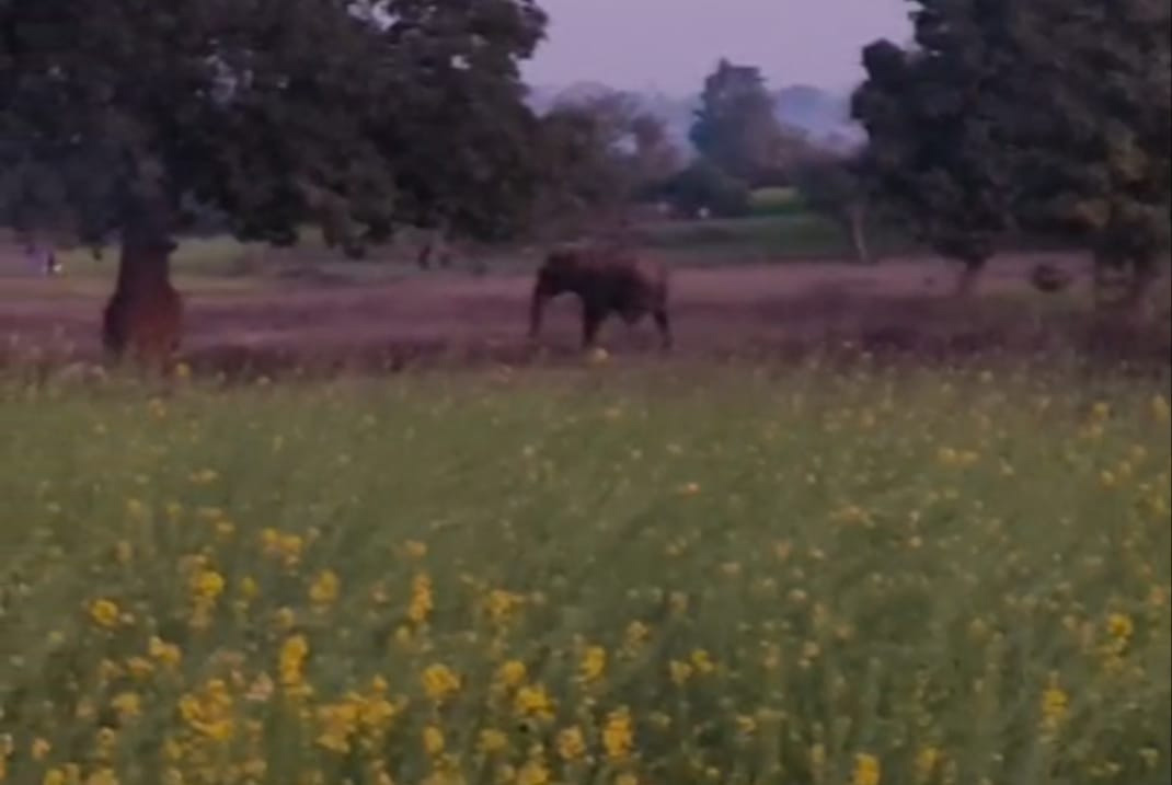 पलामू में जंगली हाथियों का आतंक, फसल रौंदे, एनएच-39 पर भी मची अफरा-तफरी