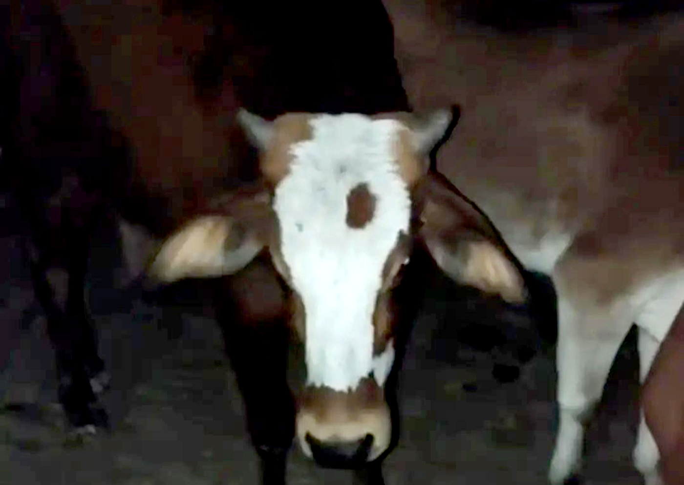गौवंश से भरा ट्रक पकड़ा