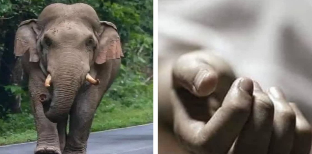 हाथी ने दो लोगों को कुचलकर मारा